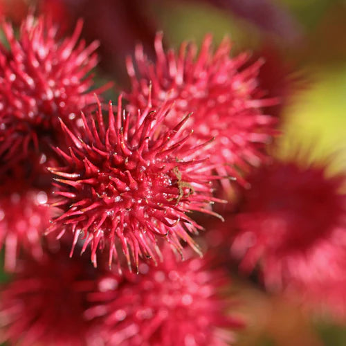 Close-up of red, spiky fruits with a blurred background