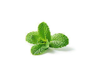 Fresh mint leaves on a white background