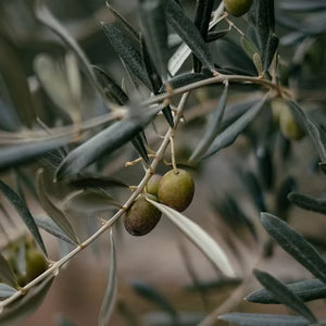 Olive branch with green olives on a blurred background